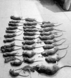梦见死了很多大老鼠
