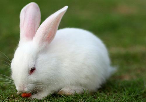 梦见兔子是什么意思