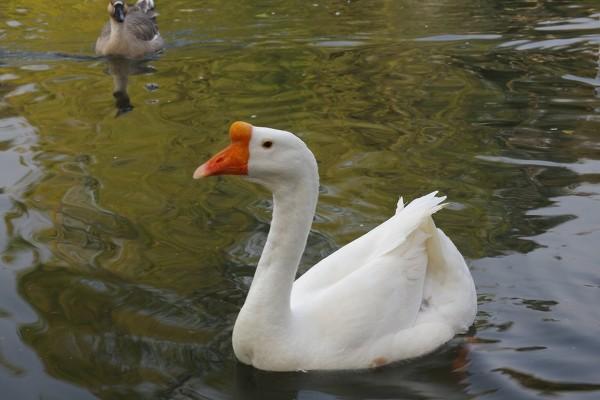 孕妇梦见鹅下蛋