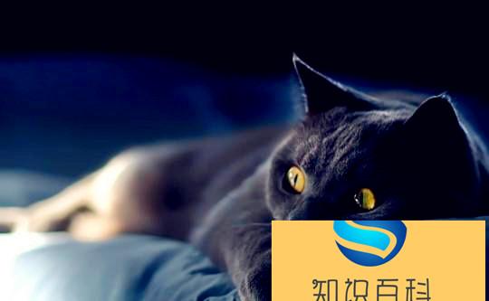 梦到一只黑猫代表了什么