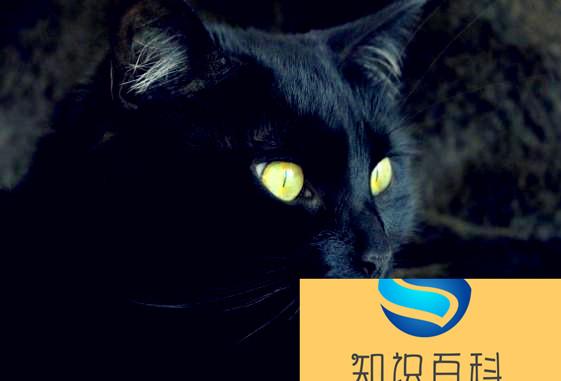 梦到一只黑猫代表了什么