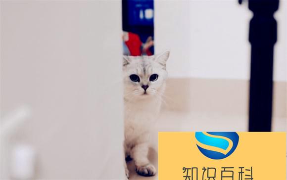 多久给猫洗一次澡