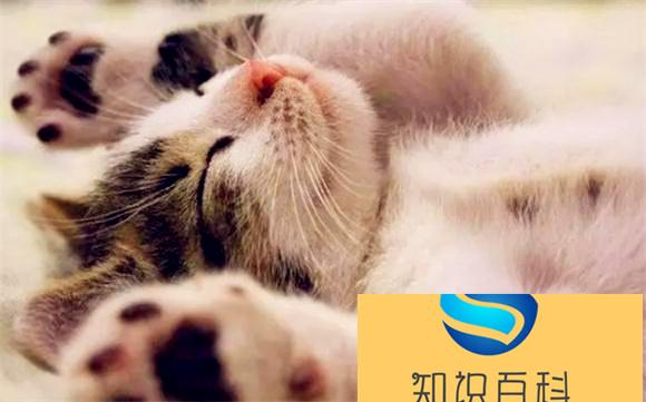 猫为什么喜欢呼呼