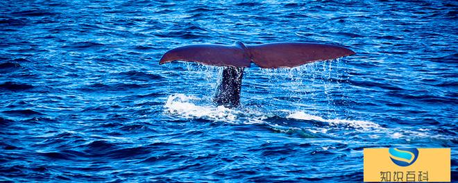 蓝鲸是不是世界上最大的动物 蓝鲸介绍