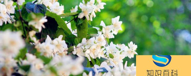 芝麻酱渣适合浇什么花 芝麻酱渣浇哪种花好