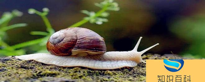 蜗牛利用什么向前移动