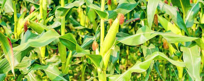 关于玉米比喻句 描写玉米的比喻句有哪些