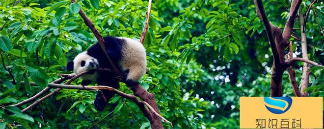 大熊猫生活在什么地方 大熊猫生活环境