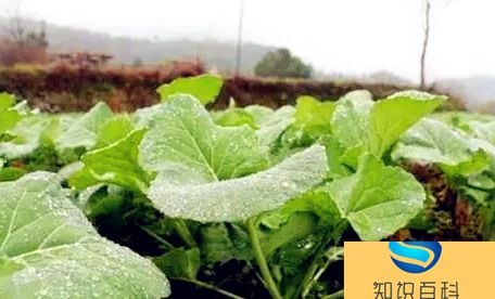 小雪节气能不能种油菜3