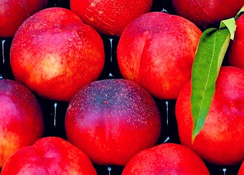 油桃什么品种最好吃 目前常见的油桃品种介绍
