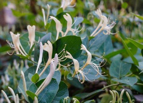 金银花的市场价格怎么样（今年金银花种植前景和利润如何）