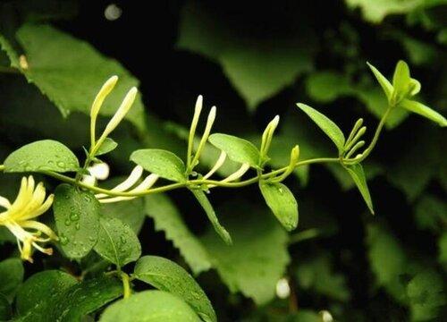 金银花的市场价格怎么样（今年金银花种植前景和利润如何）