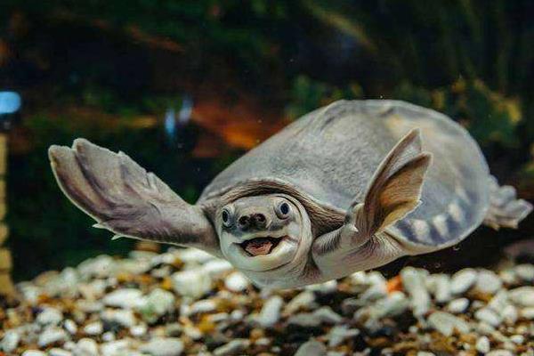 猪鼻龟一年能长几厘米，猪鼻龟能长多大