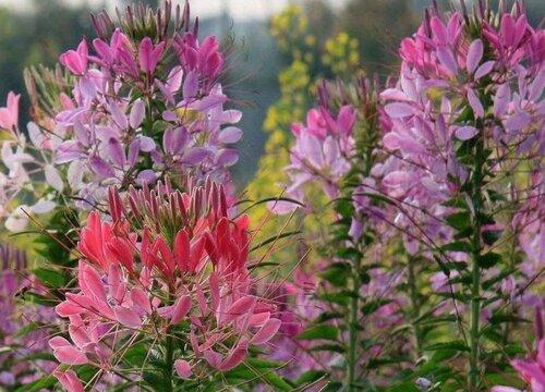 花坛里的花有哪些品种 常见的花坛的花卉种类