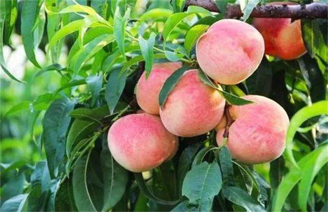 水蜜桃的作用与功效禁忌(油桃和水蜜桃哪个营养价值更高)