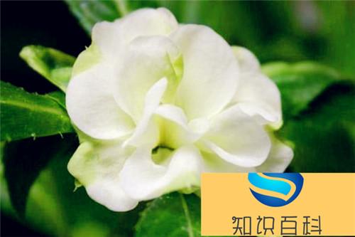 茶花凤仙图片大全 茶花凤仙是凤仙花吗