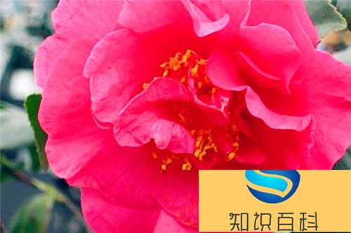 茶花凤仙图片大全 茶花凤仙是凤仙花吗