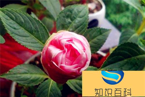 茶花凤仙图片大全 茶花凤仙是凤仙花吗