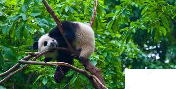 以下哪个曾经是大熊猫在古代的名字 蚂蚁庄园7月15日答案最新