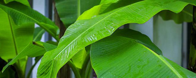 雨打芭蕉什么意思 雨打芭蕉的出处