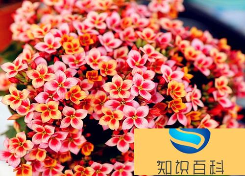 五颜六色的花有哪些品种（什么植物开出各种各样颜色花）