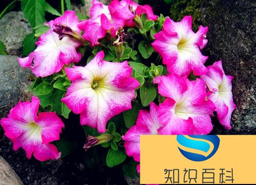 五颜六色的花有哪些品种（什么植物开出各种各样颜色花）