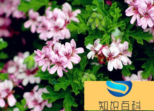 五颜六色的花有哪些品种（什么植物开出各种各样颜色花）