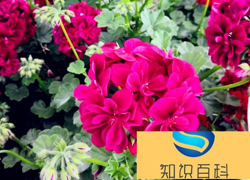 五颜六色的花有哪些品种（什么植物开出各种各样颜色花）