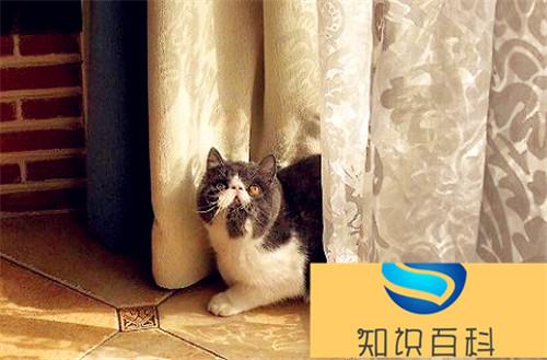 长期吃猫胺有没有什么副作用？