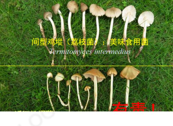 荔枝菌和什么毒蘑菇很相似 毒蘑菇中毒有什么感觉和症状