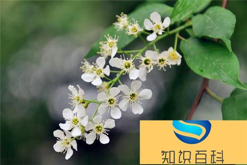 稠李是观花植物吗 稠李市场应用价值