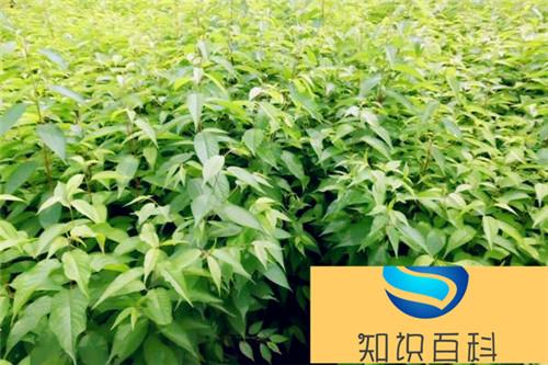 稠李是观花植物吗 稠李市场应用价值