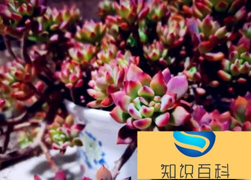 多肉植物怕冷吗 多肉植物能接受多少度低温