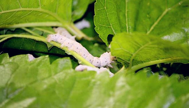 蚕结茧后几天蚕蛾从茧中钻出来 蚕结茧后几天蚕蛾才能出来