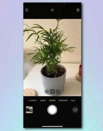 如何使用iPhone相机识别植物和花卉 使用iPhone相机识别植物和花卉方法