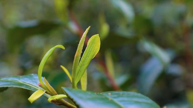 优质的茶