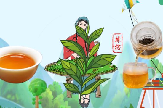 优质的茶