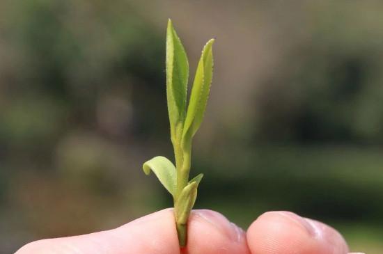 优质的茶