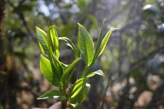 优质的茶