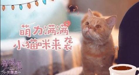 梦间集天鹅座猫粮怎么得 猫粮获取方法详解[多图]图片2