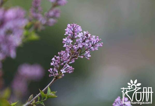 丁香花的花语是什么 纯洁的初恋