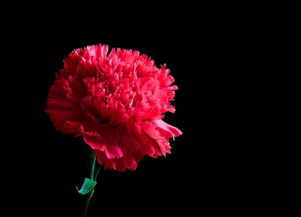 红色康乃馨花语是什么 祝母亲健康长寿