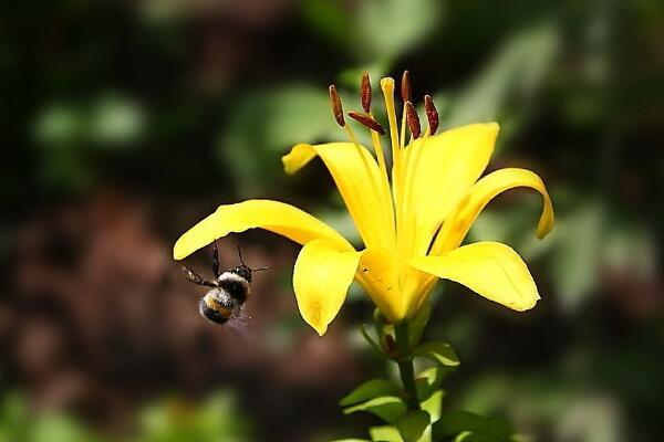 百合花花语是什么，代表着美好的家庭和伟大的爱