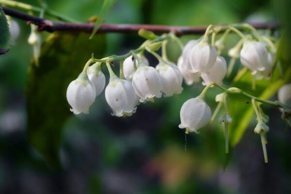 铃兰花语是什么，幸福归来(适合送给亲密朋友和伴侣)