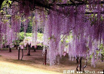 有关紫藤花的花语