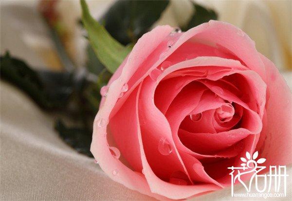 25朵玫瑰花语是什么，祝你幸福