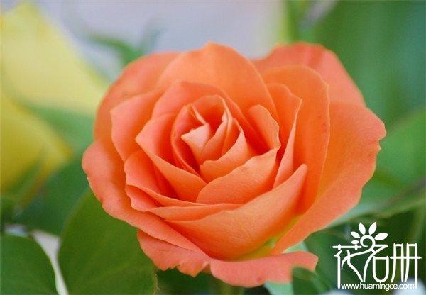 25朵玫瑰花语是什么，祝你幸福