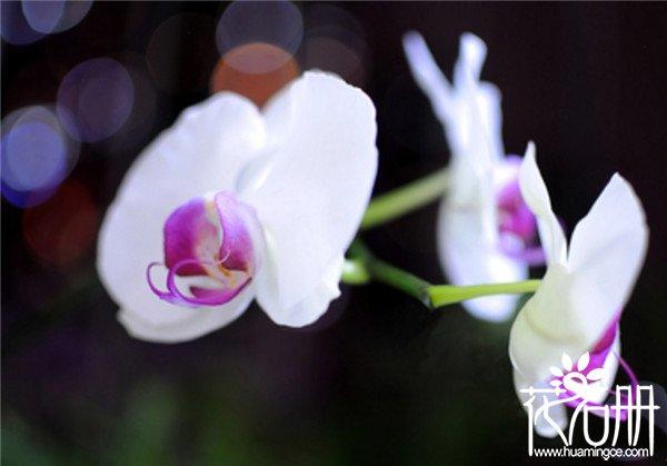 白色蝴蝶兰花语是什么，爱情纯洁友谊珍贵