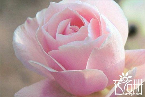 19朵粉玫瑰代表什么，19朵粉玫瑰花语是什么（爱的最高点）