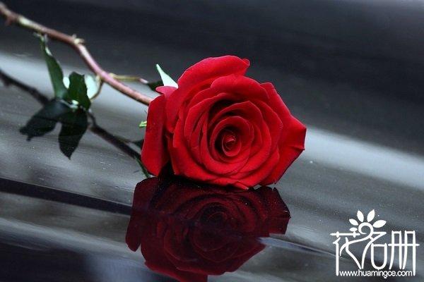 19朵红玫瑰花语是什么，爱你天长地久